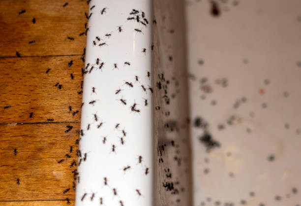 Best Affordable Pest Control Services  in Kelso, WA